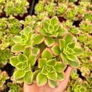 2' Aeonium Kiwi Rosette Succulents with Pups Easy Care in pot