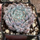 2' Echeveria Setosa Mexican Firecracker Exotic Succulent Fuzzy in pot