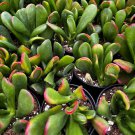 2'  ET's Fingers Crassula Ovata Jade Variegated Succulent in pot