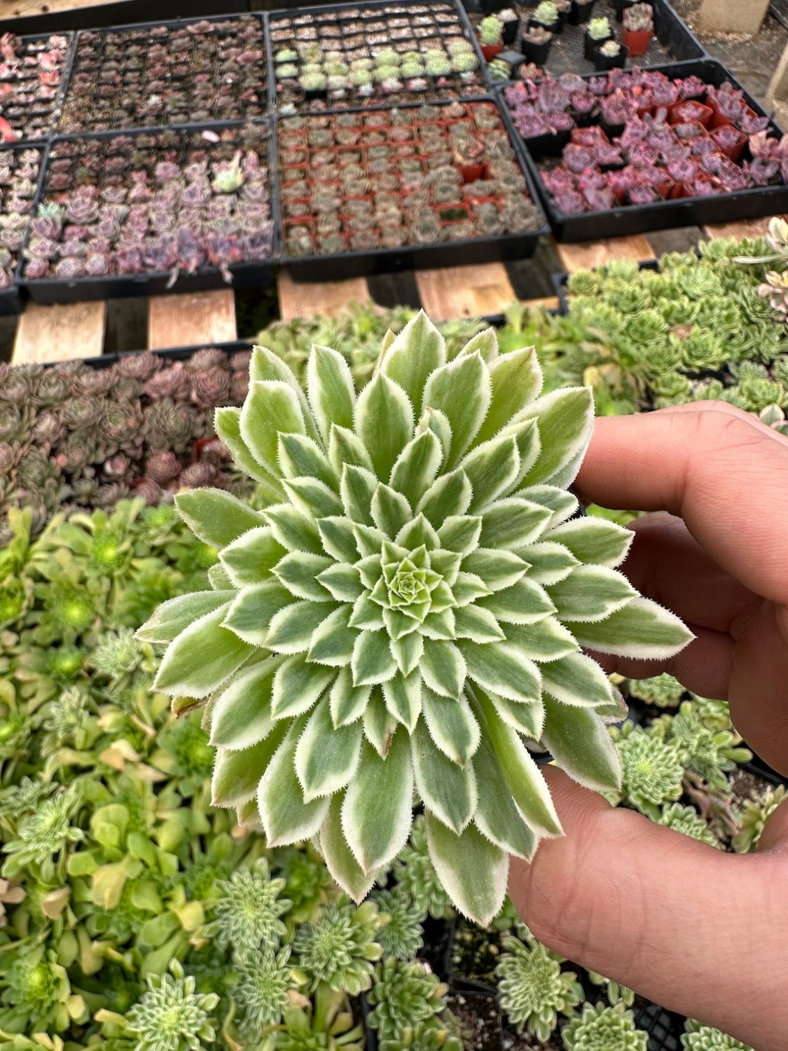 2' Aeonium Emerald Ice Succulent in pot