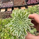 2' Aeonium Emerald Ice Succulent in pot