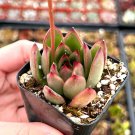 2'  Echeveria Agavoides Christmas Rooted Succulent Cute in pot