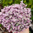 2' Callisia Repens Pink Lady Pink Panther Creeping Inch Turtle Vine in pot