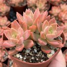 2' California Sunset Graptosedum Alpenglow Pink Succulent in pot
