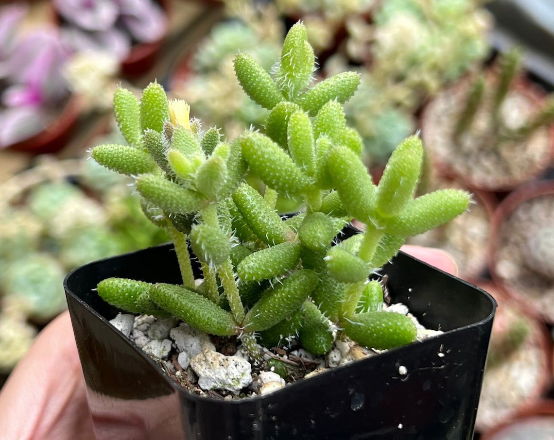 2'  Delosperma Echinatum Pickle Pickle Ice Small Succulent in pot