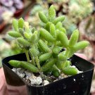 2'  Delosperma Echinatum Pickle Pickle Ice Small Succulent in pot
