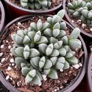 2' Ice Corpuscularia Lehmannii Rare Succulent in pot