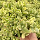2' Variegated Bear’s Paw Cotyledon Tomentosa ted in pot