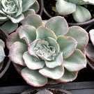 4'  Echeveria Peaches and Cream Atlantis Floral Succulent Desk in pot