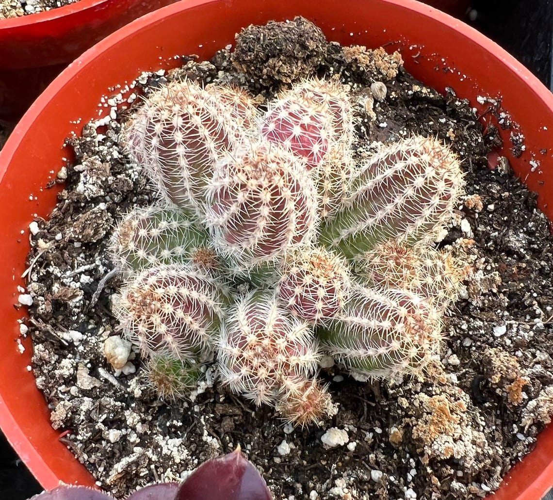 2' Peanut Clusters Minimalist ted Succulent in pot