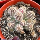 2' Peanut Clusters Minimalist ted Succulent in pot