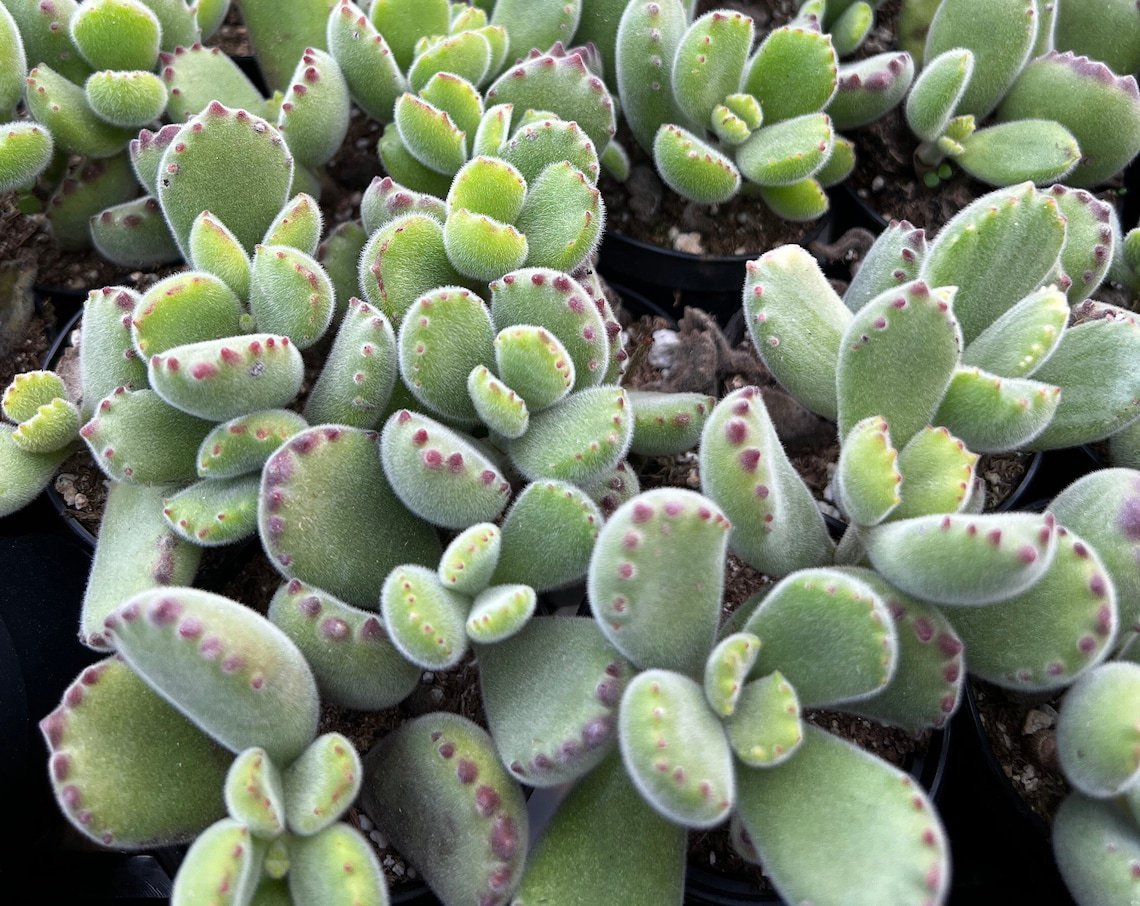 2' Bear&acirc;��s Paw Cotyledon Tomentosa ted Small Succulent Cute in pot