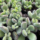 2' Bear’s Paw Cotyledon Tomentosa ted Small Succulent Cute in pot