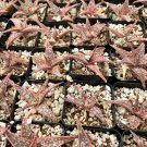 2.5'  Aloe Purple Haze Rare Succulent Small in pot