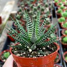2.5'  Zebra Haworthia Fasciata Small Succulent Easy care in pot