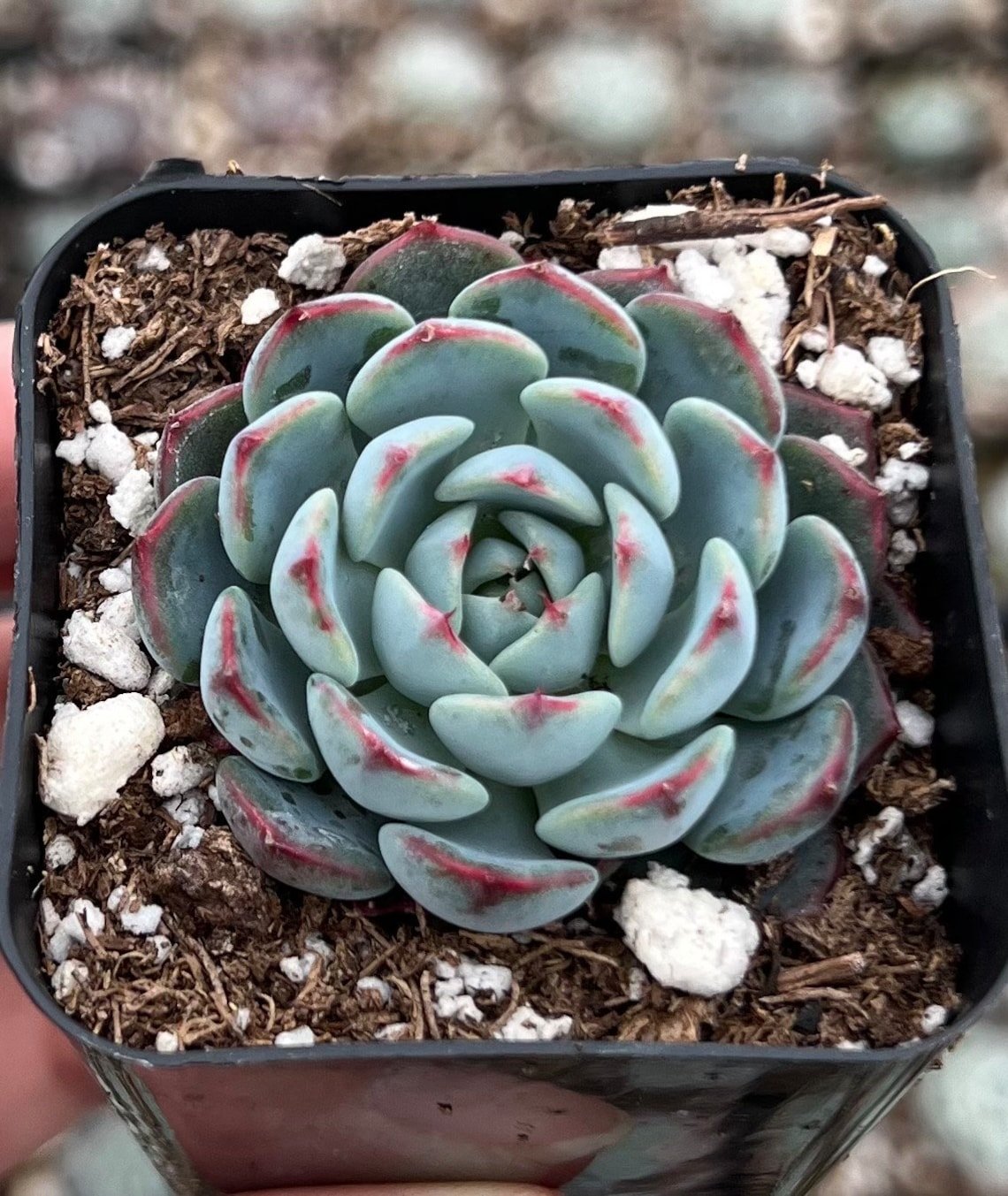 2' Echeveria Minima pot