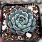 2' Echeveria Minima pot