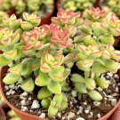 2' Crassula Brevifolia Small Succulent Mini in pot