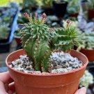 2.5' Twisted Euphorbia Spiral Rare succulent in pot