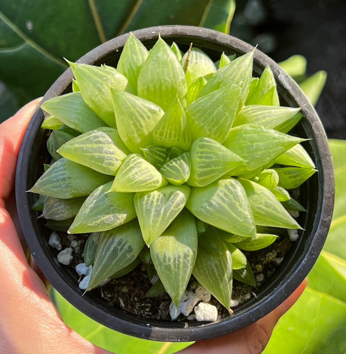 2' Haworthia Retusa with Pups Small Succulent in pot