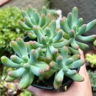 2' Jelly Beans Sedum Pachyphyllum Rose Succulent In pot