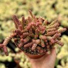 2' Baby Necklace Crassula Rupestris Rare Succulent in pot
