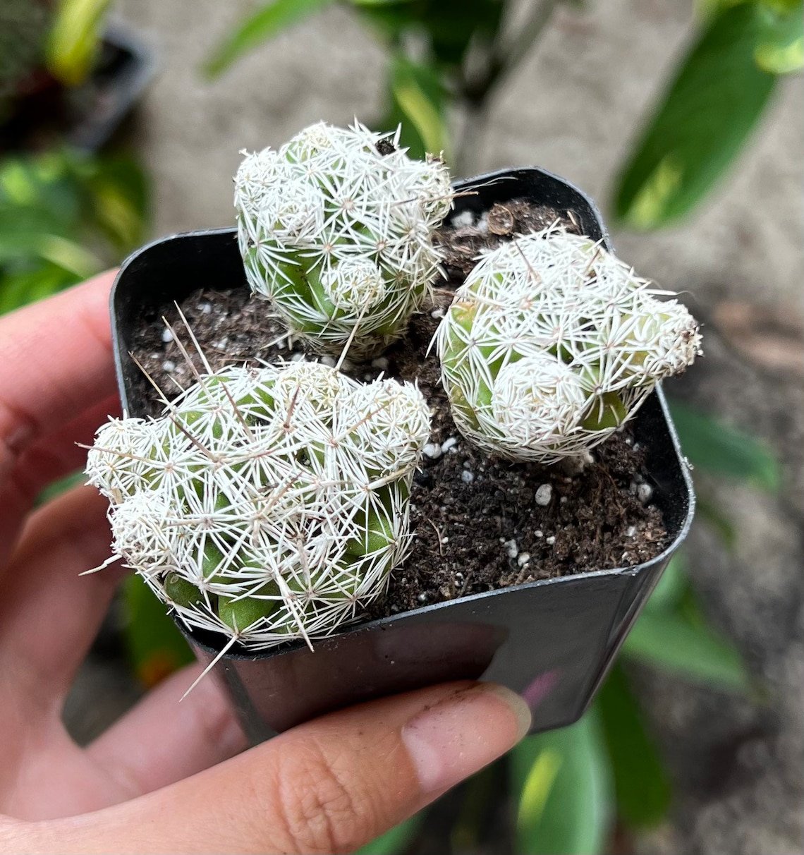 2' Thimble Mammillaria Gracilis Fragilis Small Cluster Indoor Rare in pot