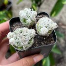 2'  Thimble Mammillaria Gracilis Fragilis Small Cluster Indoor Rare in pot