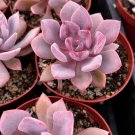 2.5' Graptoveria Debbie Pink Succulent in pot