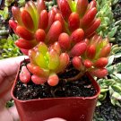 2' Sedum Jelly Bean Sedum Rubrotinctum Jelly Bean in pot