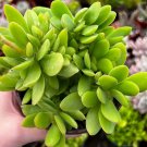 2' Crassula Swaziensis Money Maker Succulent in pot