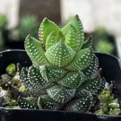 2.5'  Haworthia Coarctata Small Succulent Rooted in pot