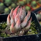 2.5 in Eagle’s Claw Succulent Haworthiopsis Reinwardtii Red Succulent Small Rooted in pot