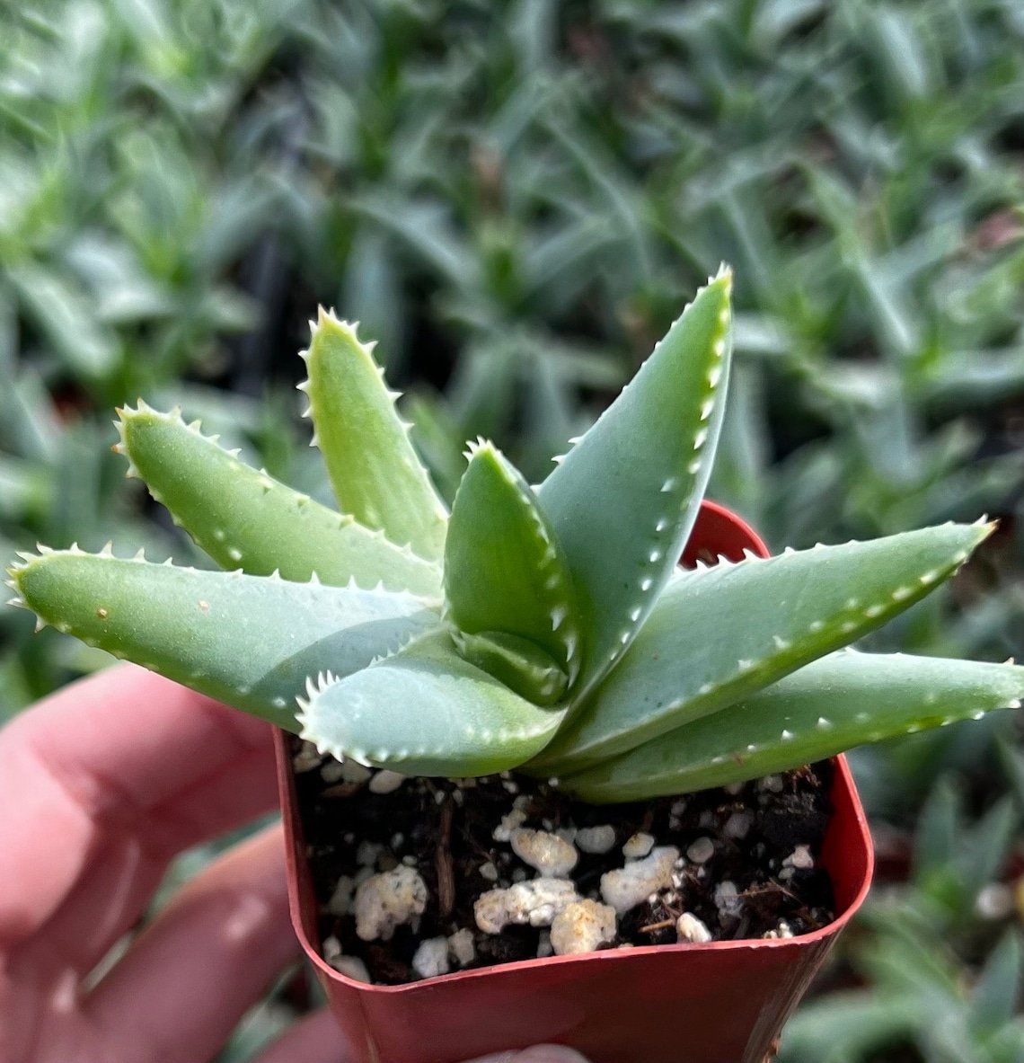 2 in Aloe Brevifolia Short-leaf Aloe Crocodile Succulent in pot
