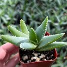 2 in Aloe Brevifolia Short-leaf Aloe Crocodile Succulent in pot