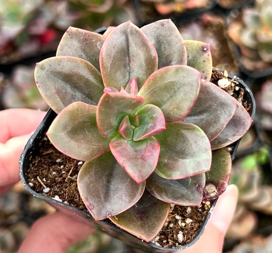 2 in Echeveria Chroma pot
