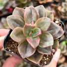 2 in Echeveria Chroma pot