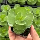 2 in Portulaca Molokiniensis Rare Succulent Hawaiian in pot