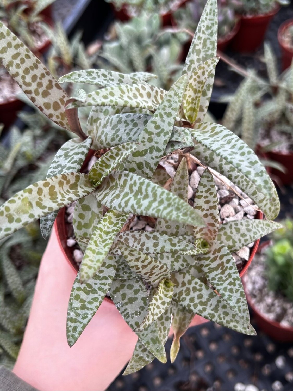 2.5 in Silver Squill Ledebouria Socialis Leopard Lily Small in pot