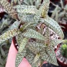 2.5 in Silver Squill Ledebouria Socialis Leopard Lily Small in pot