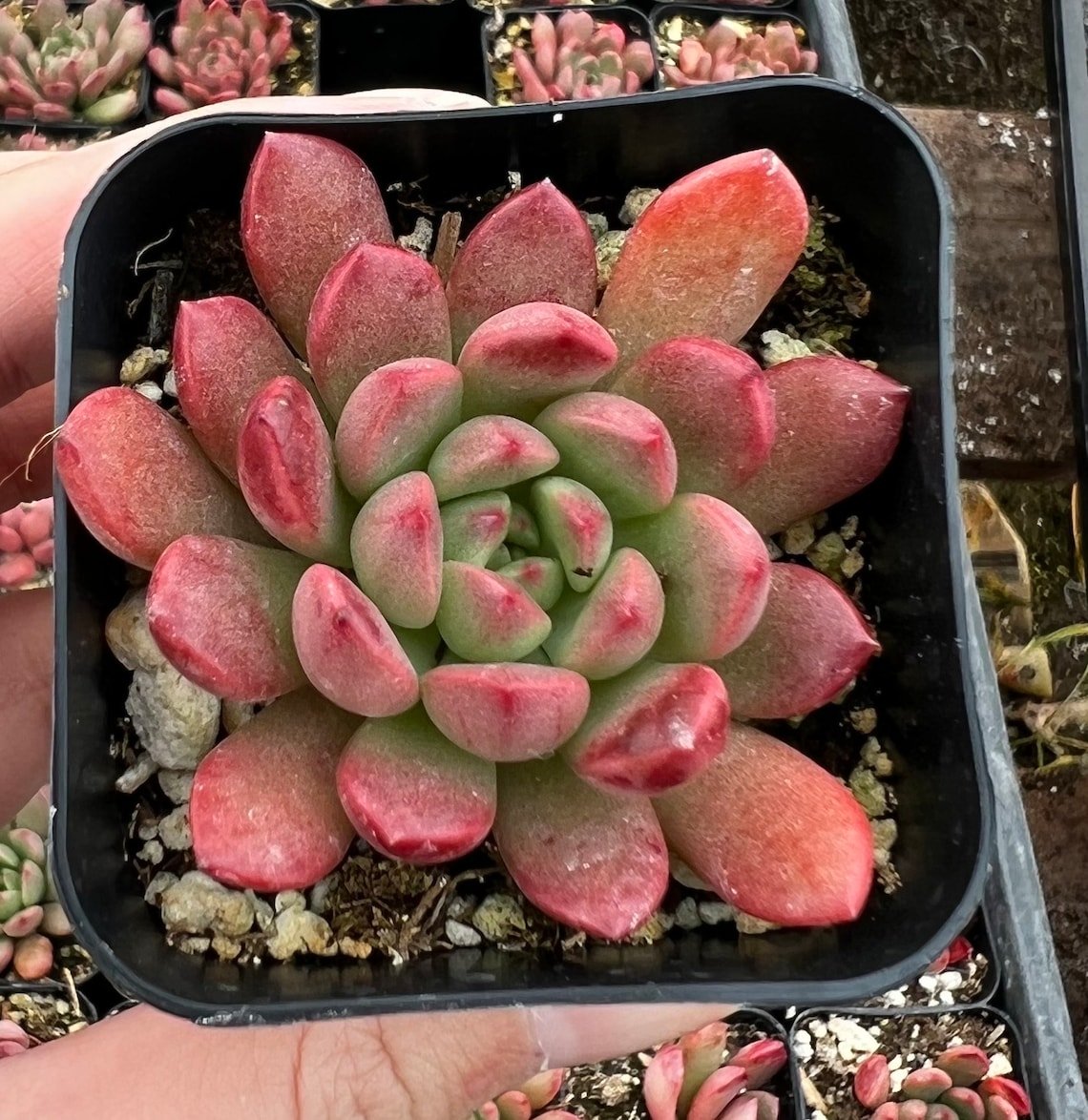 2 in Graptoveria inBashful in Pink Ruby Rooted Succulent Small Gift in pot