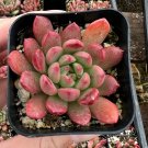 2 in Graptoveria inBashful in Pink Ruby Rooted Succulent Small Gift in pot
