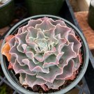 2 in Echeveria Shaviana Mexican Hens and Chicks Rooted Succulent in pot