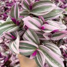 2 in Pink Wandering Jew Tradescantia Nanouk Rare in pot