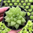 2 in Haworthia Marumiana var. Batesiana Bayer pot