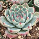 2 in Echeveria Colorata Pink succulent ted in pot