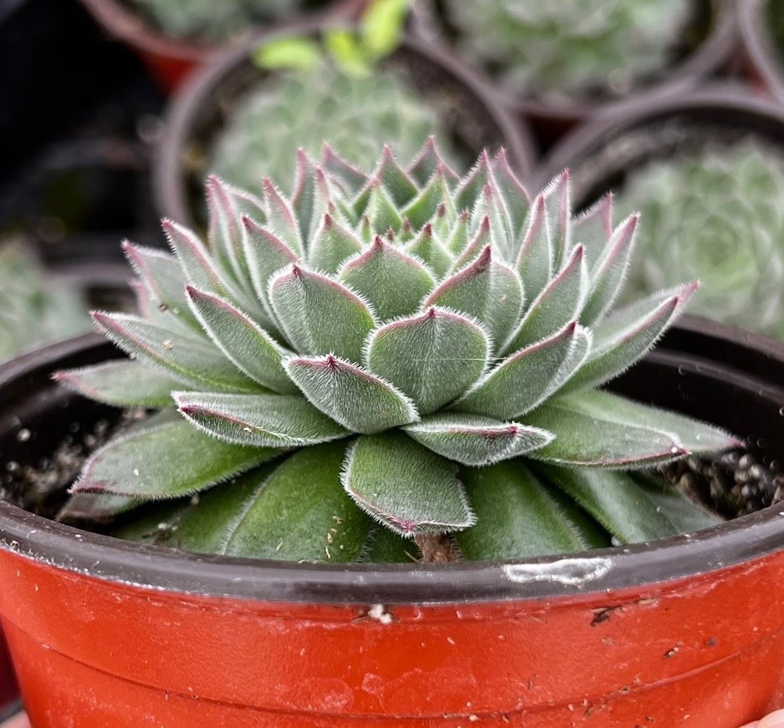 2 in Hen and Chicks Houseleeks Fire Dragon ted succulent in pot