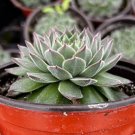 2 in Hen and Chicks Houseleeks Fire Dragon ted succulent in pot