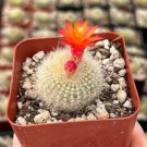 2.5 in Red Crown Fire Crown Rebutia Minuscula Blooming in pot