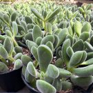 2 in Crassula Rogersii Rare Succulent in pot